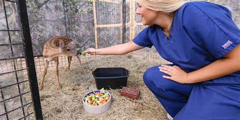 Wild animal rescue near me - Wildlife Centres. The above wildlife centres are authorized by the Ontario Ministry of Natural Resources. while regulated by the government them received no financial assistance from any government. Wildlife Centres.